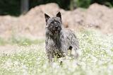 BOUVIER DES ARDENNES 018